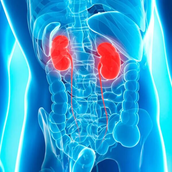 Immagine per Nefrologia